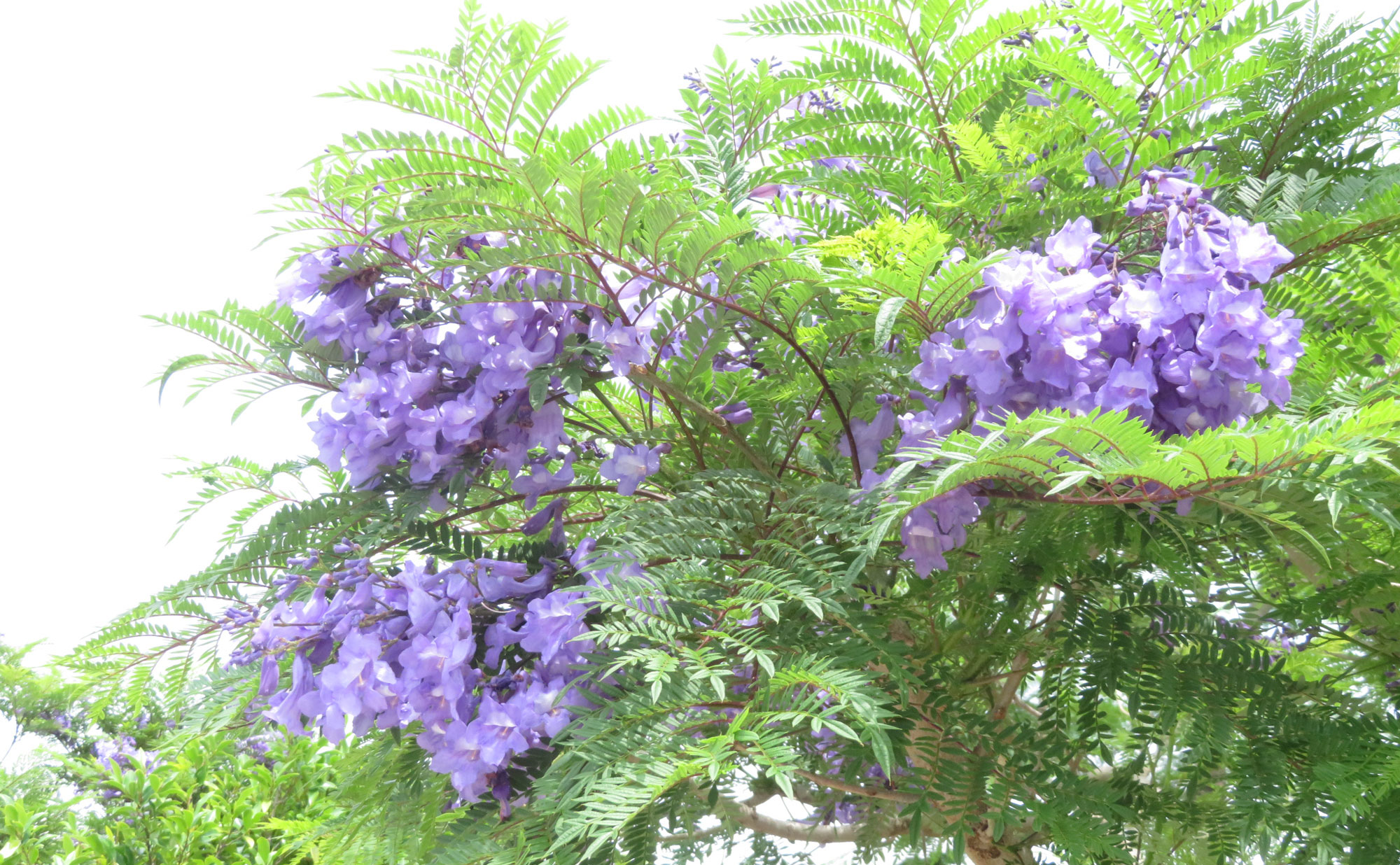 热海蓝花楹节 高树上盛开的蓝花楹