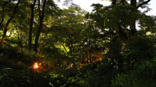 熱海観光局-熱海梅園ほたる観賞の夕べ飛ぶ蛍