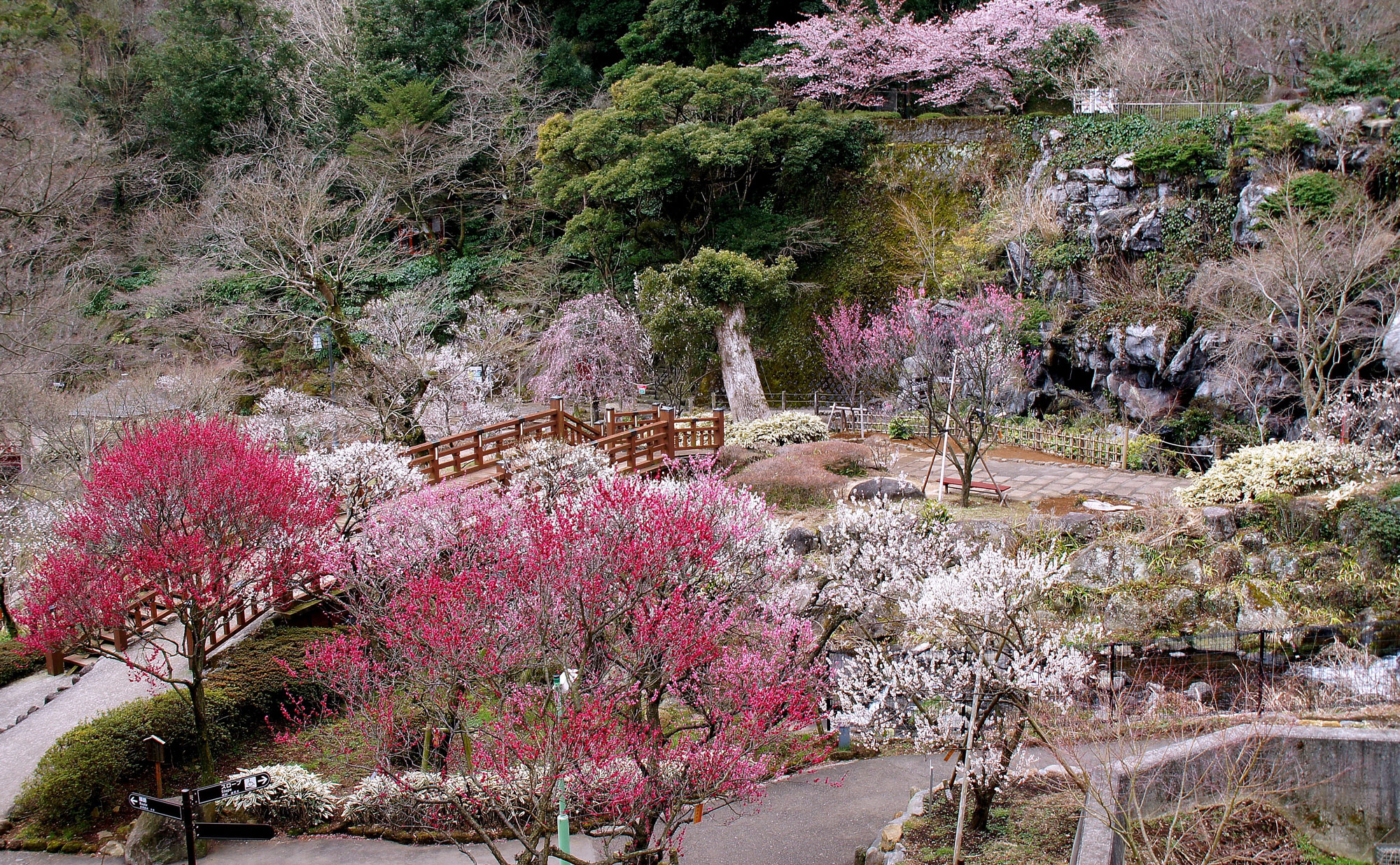 Atami plum garden best time to see plum blossoms